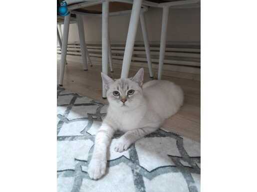 Kedim 6 aylık tuvalet eğitimi var