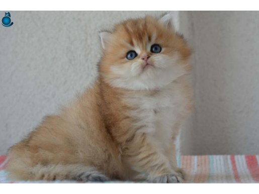 SAFKAN GOLDEN BRITISH BEBEKLER