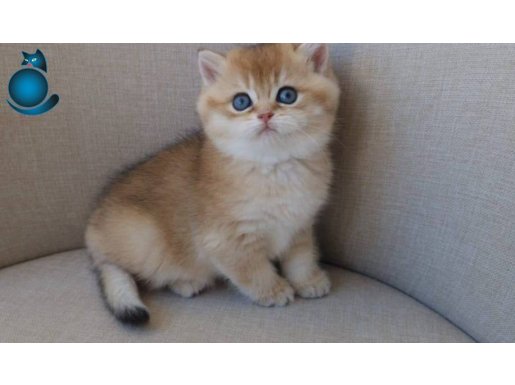 Golden British Shorthair Bebeklerimiz
