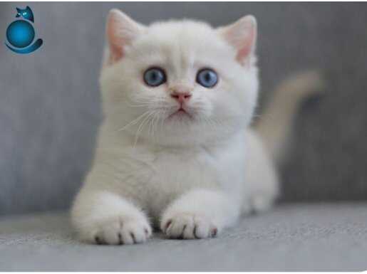 Safkan British Shorthair bebekler