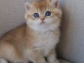 Golden British Shorthair Bebeklerimiz
