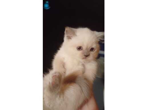 Beyaz pamuklar yuva ariyor