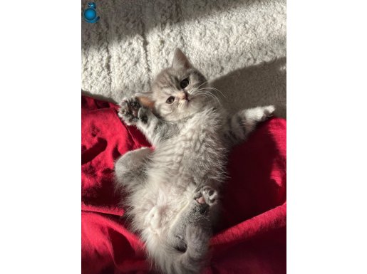 Biritish short hair 2 aylik