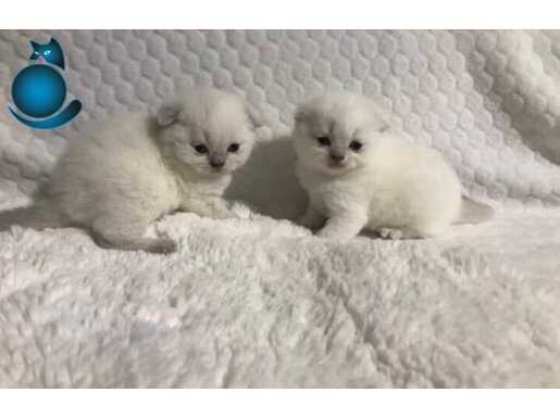 Scottish fold cinsi yavru kedi satıyorum 