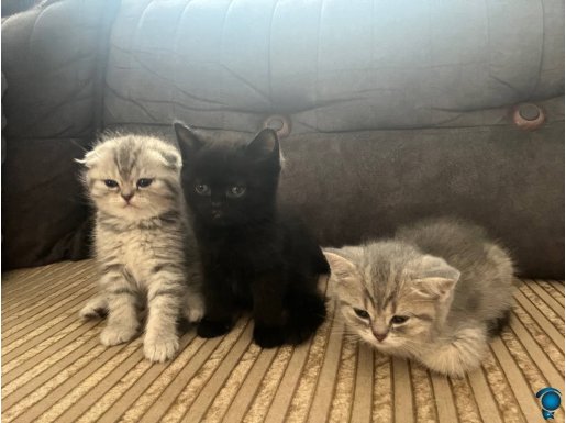 55 günlük yavru kediler 