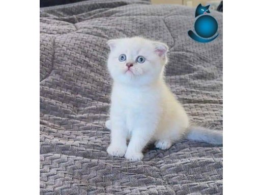 KEDİMİZ ÇOK UYSAL VE ÇOK SEVİMLİDİR 