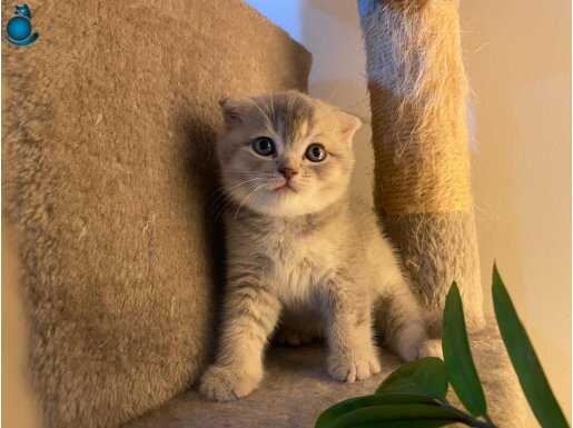 SCOTTİSH FOLD YAVRULAR