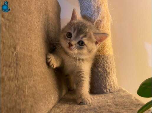  BRİTİSH SHORTHAİR YAVRULAR