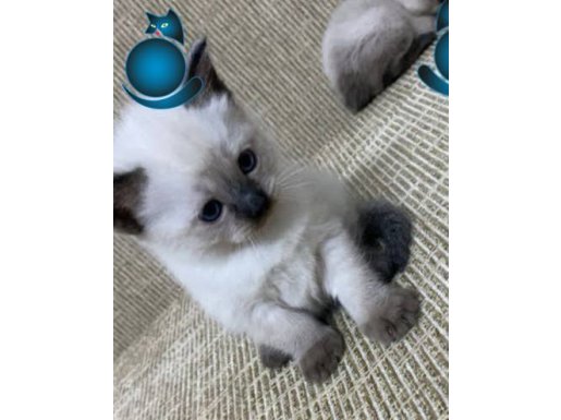 ORJINAL SAFKAN SİYAM KEDİLERİMİZ
