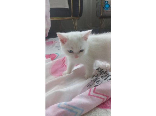 British yavrularımız yeni yuvalarına hazırlar 