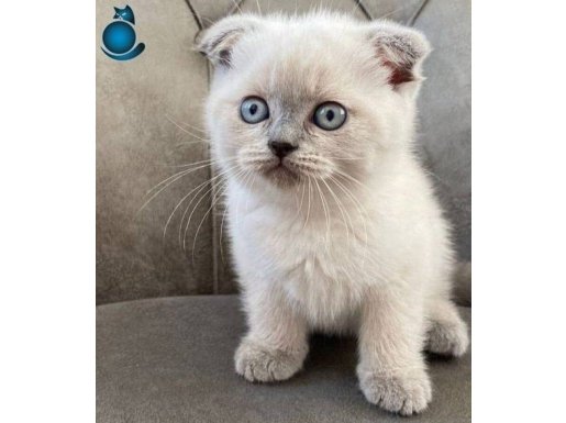  kedimiz çok tatlı sevecendir