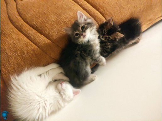 Yavrularımıza yeni yuva