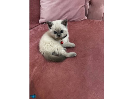 Blue point yavrumuza yuva arıyoruz 