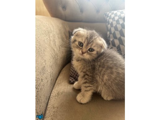 Yavru scottish fold