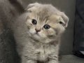 Yavru scottish fold