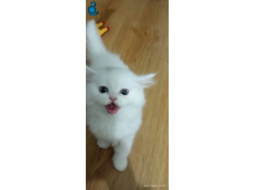 2 AYLIK BEYAZ BRITISH 