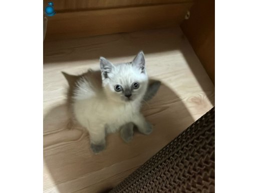 Güzel kızımıza yuva arıyoruz.