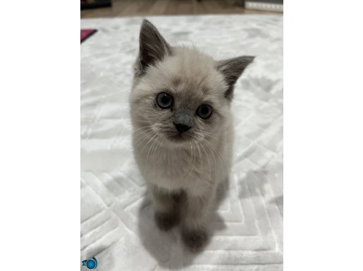 2 aylık dişi BRTİSH