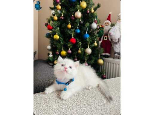 2 aylık mama ve kum eğitimi tamam British sahiplendirilecek