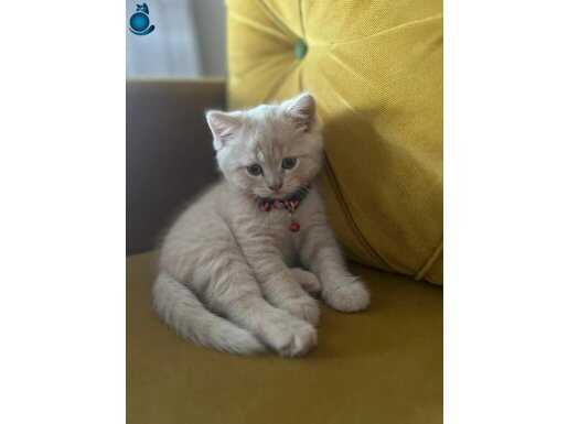 British shorthair 2 aylik yavru kedi