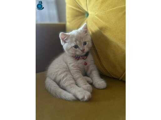 British shorthair cream 2 aylik erkek