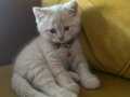 British shorthair 2 aylik yavru kedi