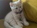 British shorthair cream 2 aylik erkek