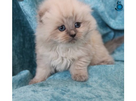 Yavru Kedi Çok bakımlı Eğitimli 