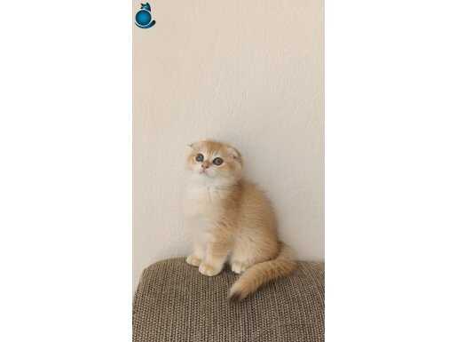 Scottish fold secereli