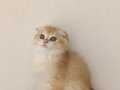 Scottish fold secereli