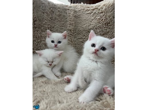 British shorthair 3erkek 3disi yavrumuz sahiplerini bekliyor