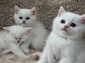 British shorthair 3erkek 3disi yavrumuz sahiplerini bekliyor