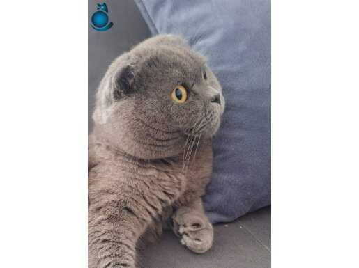 Scottish fold 