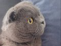 Scottish fold 
