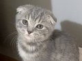 Tabby scottish fold