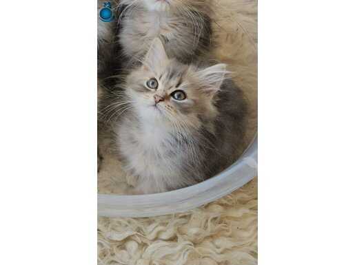 Pamuk Gibi Long Hair Yavru , Yeni Yuvasını Arıyor