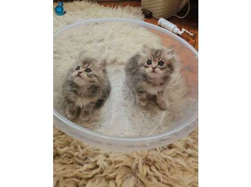 Büyüleyici British Longhair Bebekler – İstanbul