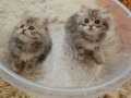 Büyüleyici British Longhair Bebekler – İstanbul
