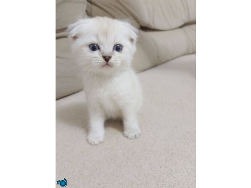 Uygun fiyatli mavi gözlü beyaz tüy