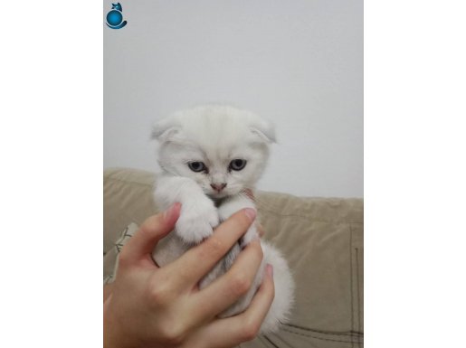 Mavi gözlü beyaz tüylü kırık kulak