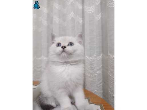 Koyu mavi gözlü yuvarlak kafa beyaz tüy kucak delisi disi