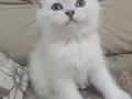 Acil Sahiplendirilecek Erkek yavru
