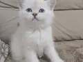 Acil Sahiplendirilecek Erkek yavru