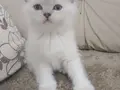 Acil Sahiplendirilecek Erkek yavru