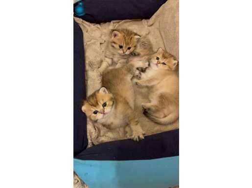 Minik Britishler 2 adet erkek 