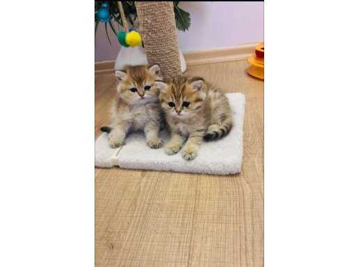 Son Kalan Yavrumuz British Shorthair 