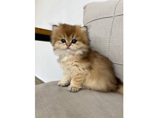Golden British Longhair 