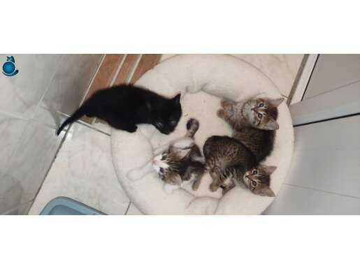 4 yavru kedi_2şer 2şer sahiplendirmek istiyorum