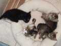 4 yavru kedi_2şer 2şer sahiplendirmek istiyorum