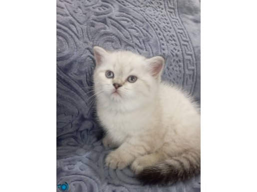 Evinize Şenlik Getirecek Oyuncu Erkek Longhair 